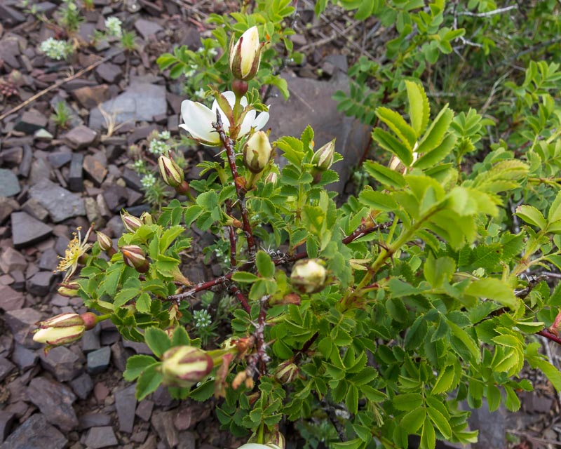 Rosa spinosissima / Rosa di macchia